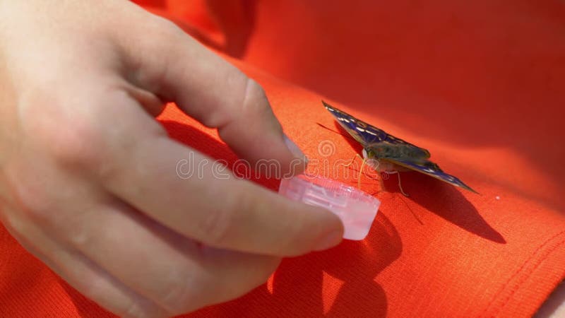 La farfalla beve l'acqua dalle mani femminili, una seduta di riposo della farfalla sulle gambe del ` una s della ragazza