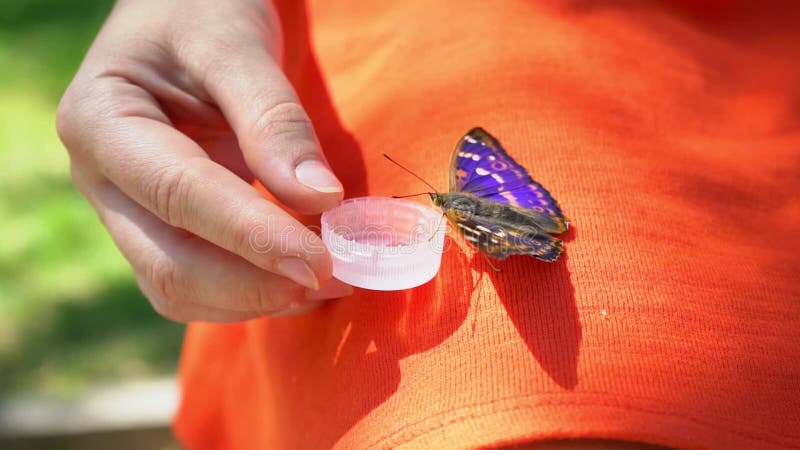 La farfalla beve l'acqua dalle mani femminili, una seduta di riposo della farfalla sulle gambe del ` una s della ragazza