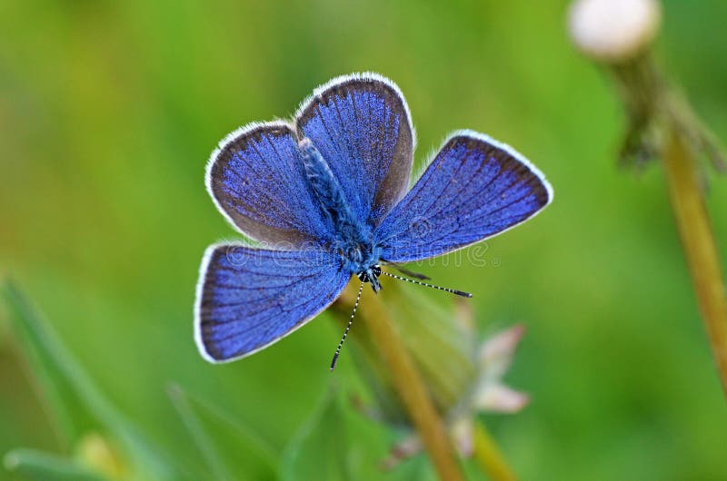 The dorsal view of Polyommatus semiargus, the Mazarine blue, a Palearctic butterfly in the family Lycaenidae open wings , butterflies of Iran. The dorsal view of Polyommatus semiargus, the Mazarine blue, a Palearctic butterfly in the family Lycaenidae open wings , butterflies of Iran