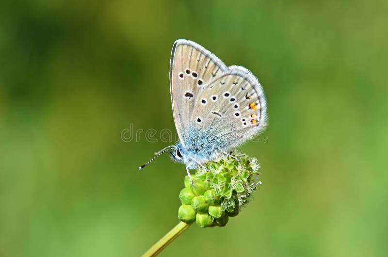 The ventral view of Polyommatus semiargus, the Mazarine blue, a Palearctic butterfly in the family Lycaenidae. The ventral view of Polyommatus semiargus, the Mazarine blue, a Palearctic butterfly in the family Lycaenidae