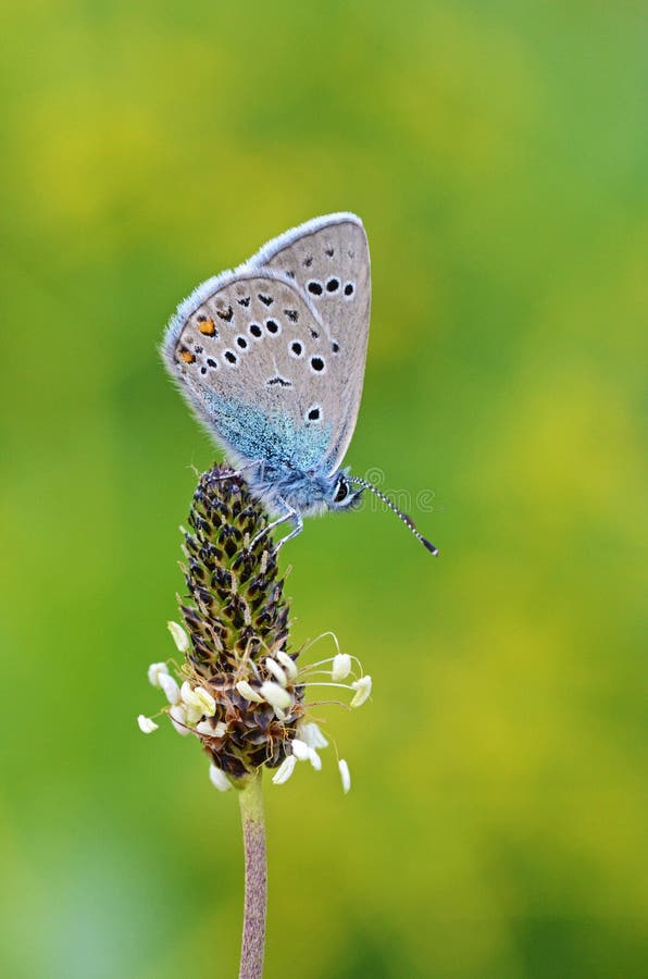 The ventral photo of Polyommatus semiargus, the Mazarine blue, a Palearctic butterfly in the family Lycaenidae in green and yellow bokeh , butterflies of Iran. The ventral photo of Polyommatus semiargus, the Mazarine blue, a Palearctic butterfly in the family Lycaenidae in green and yellow bokeh , butterflies of Iran