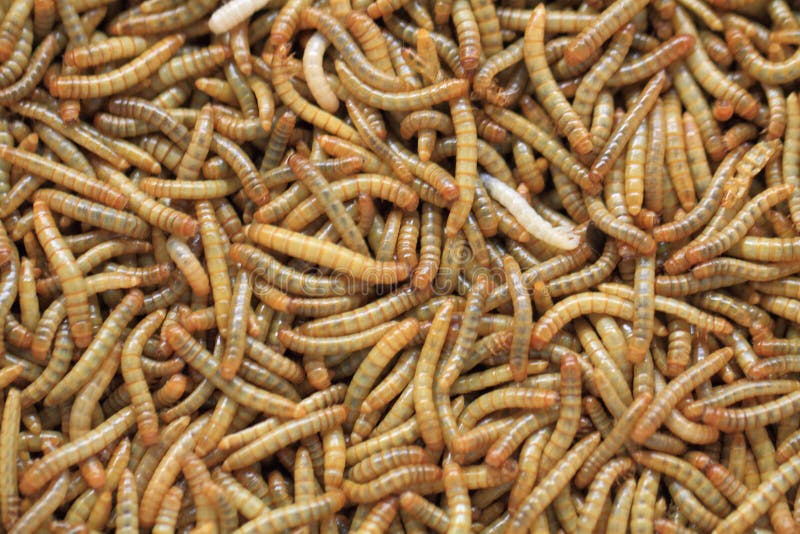 Vermi Della Farina Disidratati Trixie - 70g, Alimento Proteico Per Rettili E Piccoli Mammiferi - Foto 7