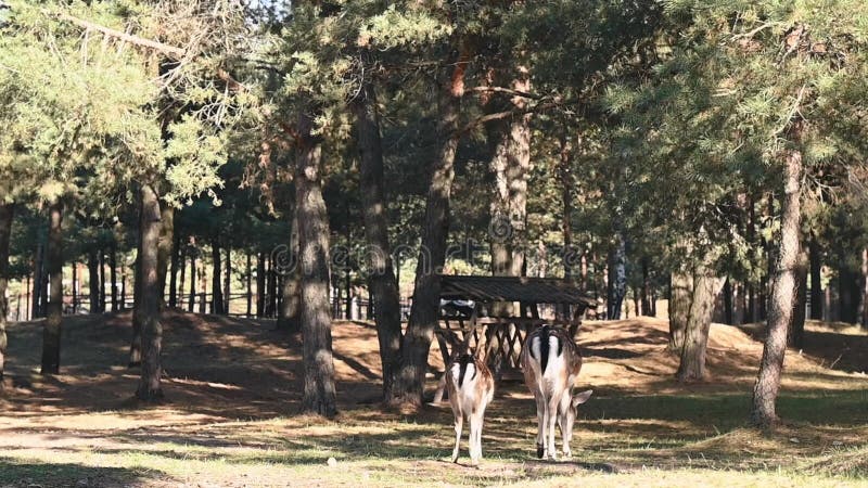 La faune se débat avec la perte d'habitat pendant que les cerfs se baladent près de forêts clairsemées. Un rappel du fragile équil banque de vidéos