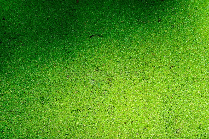 la felce di zanzara ha foglie verdi e gialle di caduta e di colore sulla superficie dell'acqua fotografia stock libera da diritti la felce di zanzara ha foglie verdi e gialle di caduta e di colore sulla superficie dell'acqua fotografia stock libera da diritti