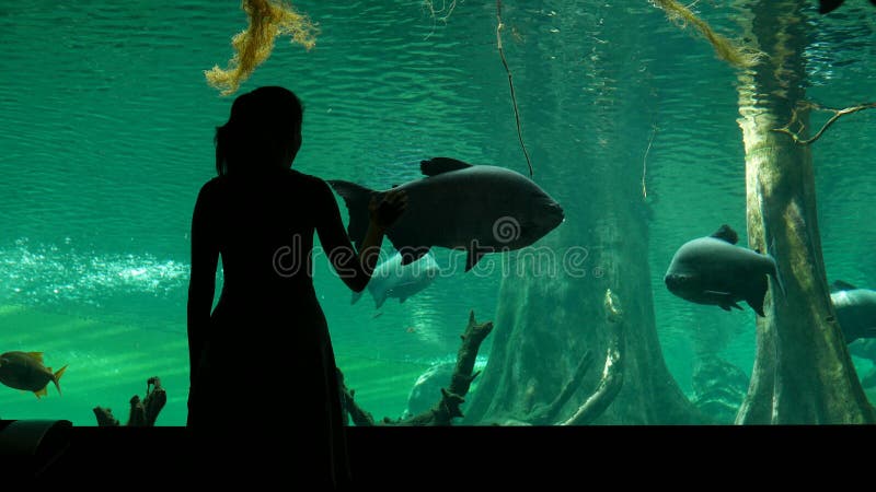 La femme admirent la grande natation de poissons de tambaqui dans l'oceanarium