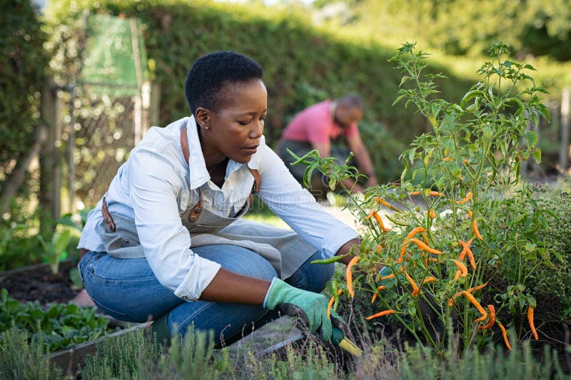 La femme africaine cultive des usines dans le jardin