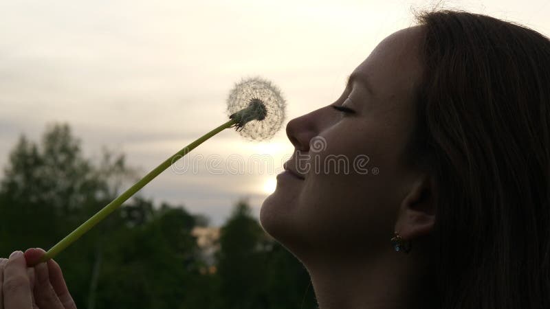 La femme apprécient la fleur pelucheuse de pissenlit