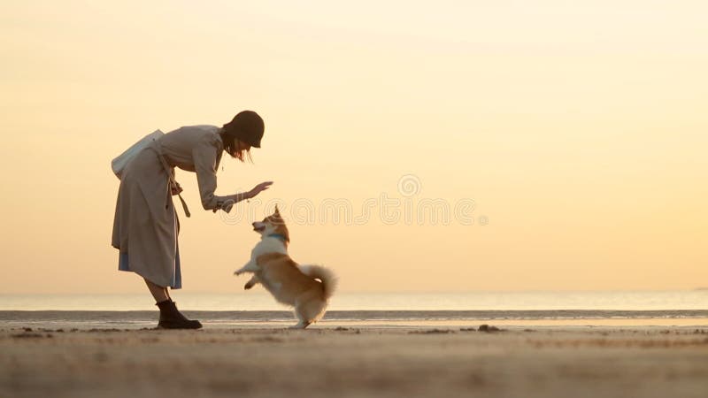 La femme et l'animal ont du temps sur la plage pour égaliser le coucher du soleil à l'extérieur de l'automne. clips vidéos
