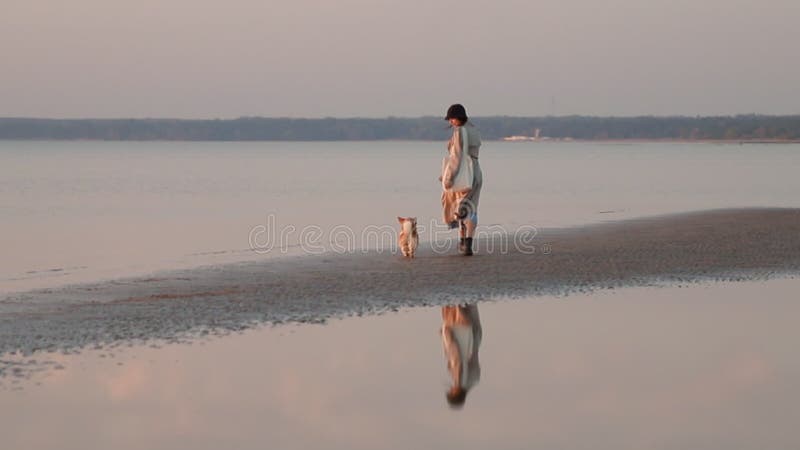 La femme et le chien de corgi marchent sur la plage de mer tout en voyageant dehors. clips vidéos