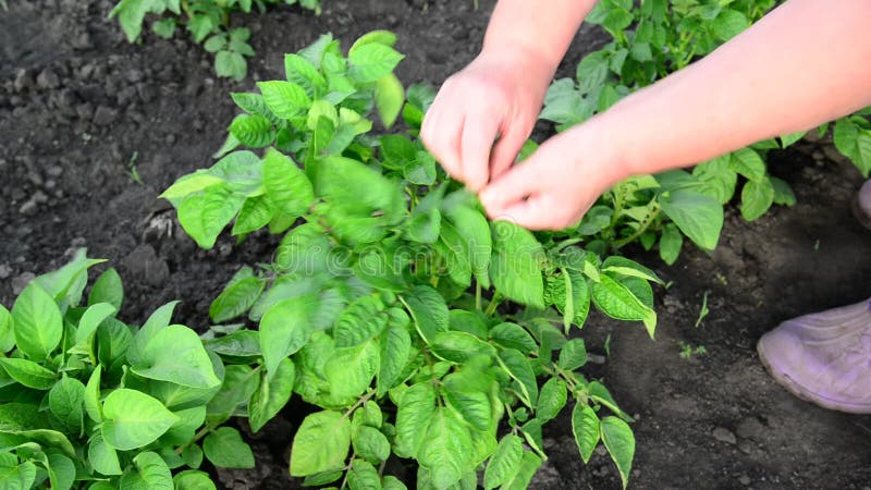 La femme rassemble le decemlineata de Leptinotarsa de scarabée des feuilles de pomme de terre clips vidéos