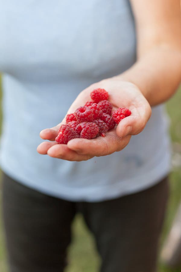 La femme remet tenir les framboises fraîches au jardin, l'espace libre Framboises organiques rouges mûres dans des mains du ` s d images stock La femme remet tenir les framboises fraîches au jardin, l'espace libre Framboises organiques rouges mûres dans des mains du ` s d images stock