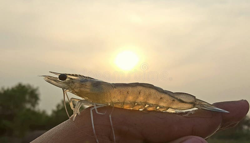Sunset catch in a culture pond with highly healthy prawn. Sunset catch in a culture pond with highly healthy prawn