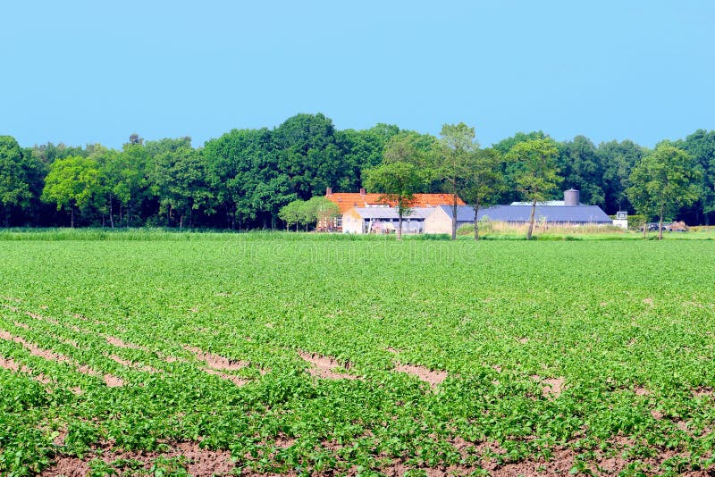 La ferme néerlandaise cultive des champs plantation, Pays-Bas de patatoes photo stock La ferme néerlandaise cultive des champs plantation, Pays-Bas de patatoes photo stock