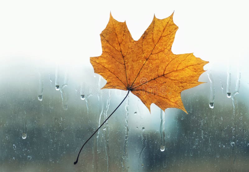 Download La Feuille D'érable Jaune A Collé Pour Mouiller Le Vitrail Avec Les Baisses De Pluie Photo stock - Image du prévision, érable: 77161980