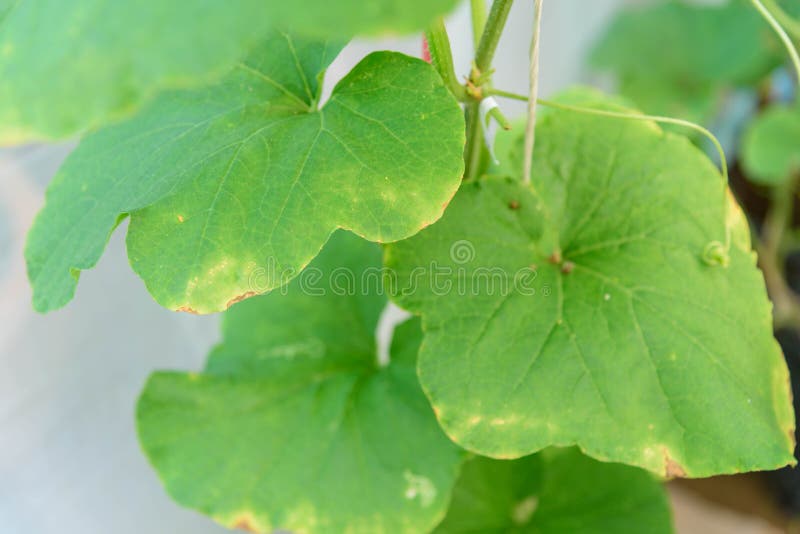 La feuille de Melon infecte le champignon
