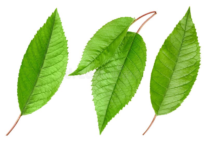 La feuille de vert de cerise a isolé image libre de droits La feuille de vert de cerise a isolé image libre de droits
