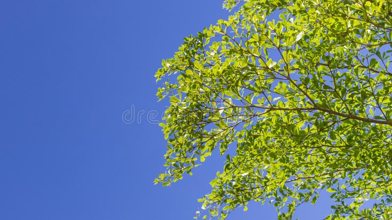 La feuille verte sur le ciel bleu images libres de droits La feuille verte sur le ciel bleu images libres de droits