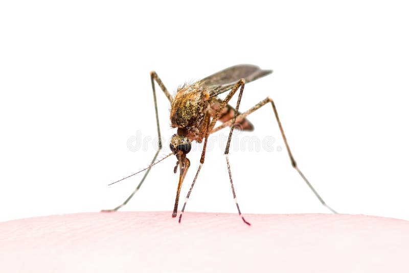 Macro Photo of Yellow Fever, Malaria or Zika Virus Infected Mosquito Insect Bite Isolated on White. Macro Photo of Yellow Fever, Malaria or Zika Virus Infected Mosquito Insect Bite Isolated on White