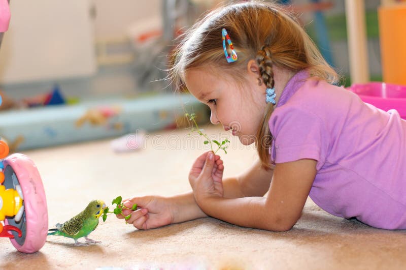La fille alimente à perroquet l'herbe fraîche budgerigar image stock La fille alimente à perroquet l'herbe fraîche budgerigar image stock