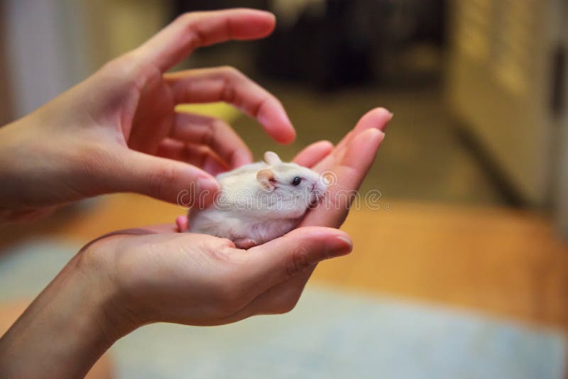La fille masse le hamster nain blanc d'hiver femelle exotique mignon sur des mains de paume Le hamster blanc d'hiver est connu co photo libre de droits La fille masse le hamster nain blanc d'hiver femelle exotique mignon sur des mains de paume Le hamster blanc d'hiver est connu co photo libre de droits