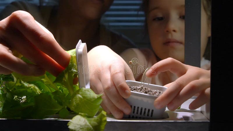 La fille mignonne d'enfant aide sa mère à entretenir des usines Mouvement lent clips vidéos