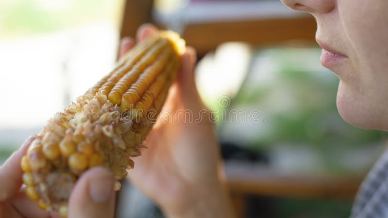 La fille se tient dans des mains et mange du maïs bouilli doux et juteux, une saison de maïs jaune délicieux photo stock La fille se tient dans des mains et mange du maïs bouilli doux et juteux, une saison de maïs jaune délicieux photo stock