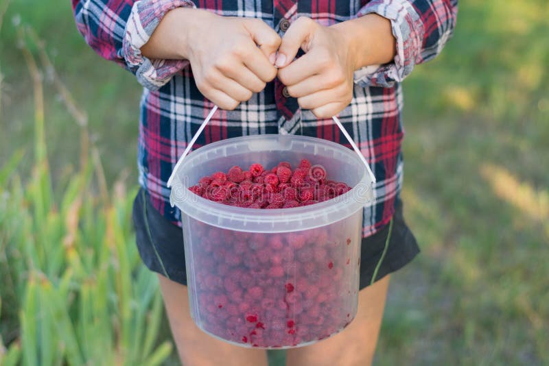 La fille tient un seau de framboises fraîches mûres photos stock La fille tient un seau de framboises fraîches mûres photos stock
