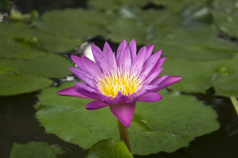 La fin de la fleur rose de floraison de Lotus Flower entourée par le nénuphar part photo stock La fin de la fleur rose de floraison de Lotus Flower entourée par le nénuphar part photo stock