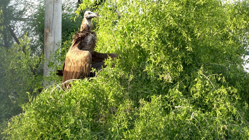 La fin de vautour griffon dans un arbre gyps des extracteurs de fulvus en Afrique et Moyen-Orient. clips vidéos