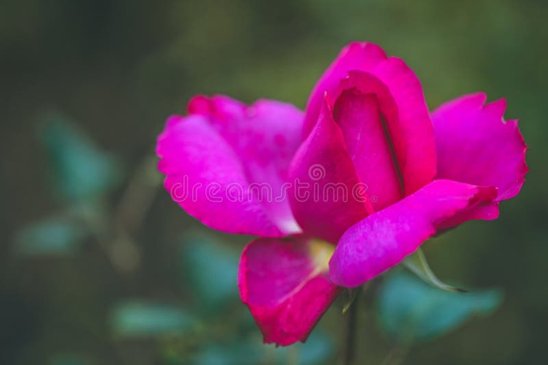 La fin du lilas a monté avec le feuillage defocused en nature photographie stock La fin du lilas a monté avec le feuillage defocused en nature photographie stock