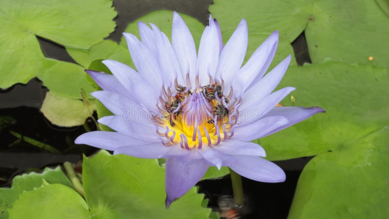 La fin vers le haut de la fleur de lotus pourpre a des particules de pollen du milieu des fleurs banque de vidéos