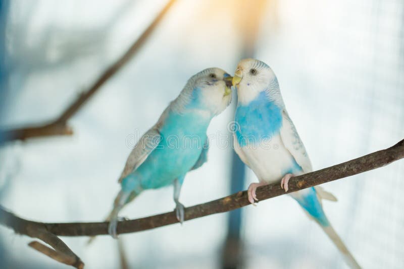 La fine blu e bianca del pappagallo di pappagallino ondulato su si siede sul ramo di albero fotografia stock libera da diritti La fine blu e bianca del pappagallo di pappagallino ondulato su si siede sul ramo di albero fotografia stock libera da diritti