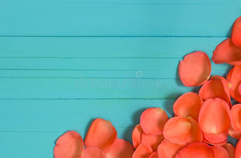 La fine su dei petali di rose fresche su legno blu, fuoco selettivo fotografie stock libere da diritti La fine su dei petali di rose fresche su legno blu, fuoco selettivo fotografie stock libere da diritti