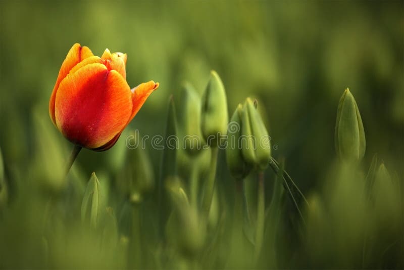 La fioritura rossa ed arancio del tulipano, bei tulipani rossi sistema nel tempo di primavera con luce solare, il fondo floreale, fotografie stock La fioritura rossa ed arancio del tulipano, bei tulipani rossi sistema nel tempo di primavera con luce solare, il fondo floreale, fotografie stock