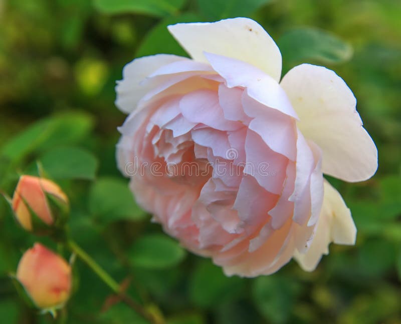 Blooming rose in the garden on a sunny day. David Austin Rose Gentle Hermione. Blooming rose in the garden on a sunny day. David Austin Rose Gentle Hermione.