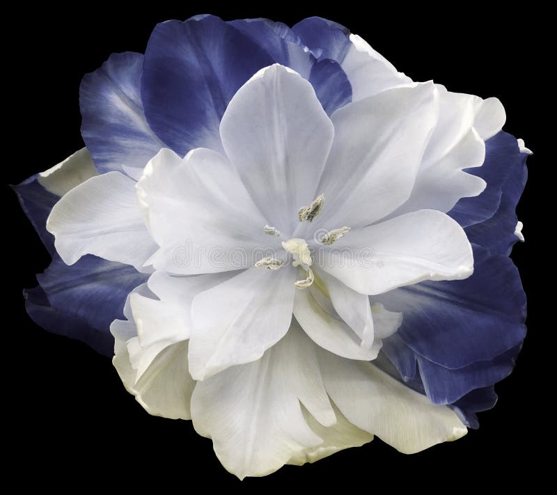la fleur Blanc-gris-bleue de tulipe sur le noir a isolé le fond avec le chemin de coupure Aucune ombres closeup photo stock la fleur Blanc-gris-bleue de tulipe sur le noir a isolé le fond avec le chemin de coupure Aucune ombres closeup photo stock