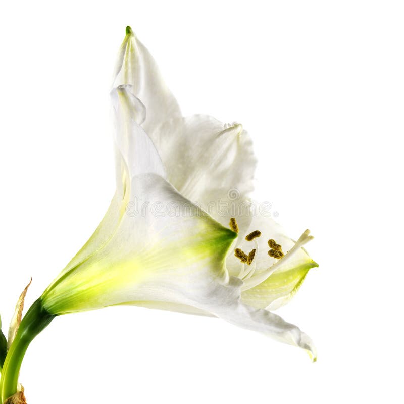 La fleur blanche Hippeastrum d'amaryllis, se ferment vers le haut du tir de la fleur et photo stock La fleur blanche Hippeastrum d'amaryllis, se ferment vers le haut du tir de la fleur et photo stock