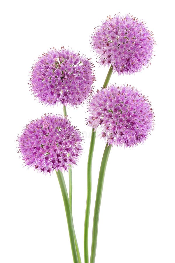 La fleur d'ail sauvage isolée sur fond blanc photos libres de droits La fleur d'ail sauvage isolée sur fond blanc photos libres de droits