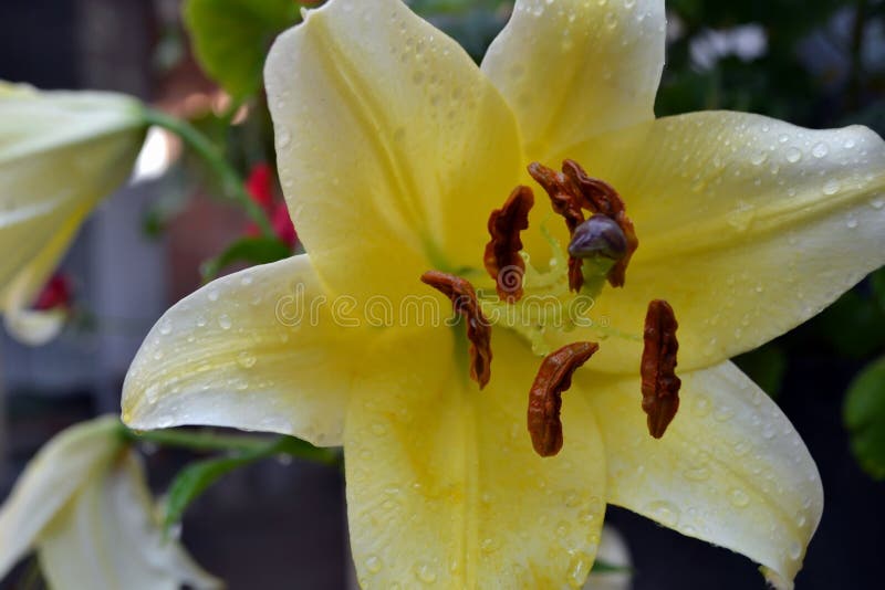 La fleur d'un lis jaune s'?levant dans un jardin d'?t? photographie stock La fleur d'un lis jaune s'?levant dans un jardin d'?t? photographie stock