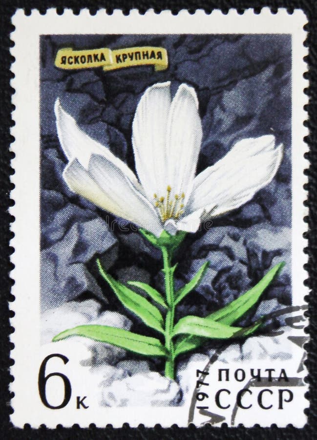 La fleur de Cerastium, une série de ` d'images fleurit le ` vers 1977 photo libre de droits La fleur de Cerastium, une série de ` d'images fleurit le ` vers 1977 photo libre de droits