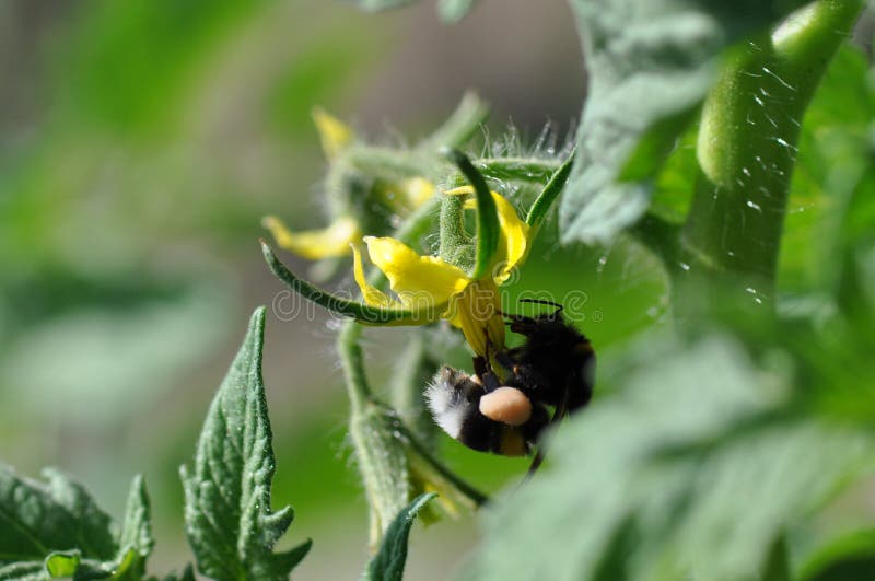 La fleur de jaune de tomate et gaffent l'abeille photos stock La fleur de jaune de tomate et gaffent l'abeille photos stock