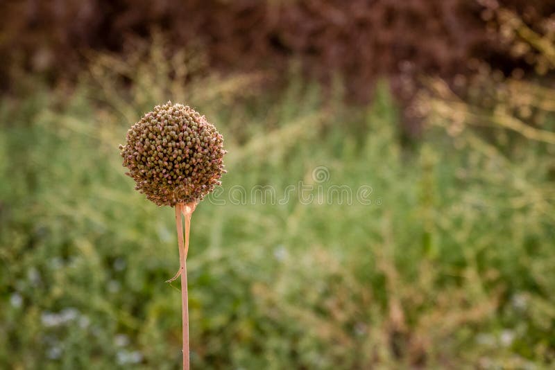 La Fleur De L Ail Alium Sativum En Nature Image Stock Image Du La Fleur De L Ail Alium Sativum En Nature Image Stock Image Du