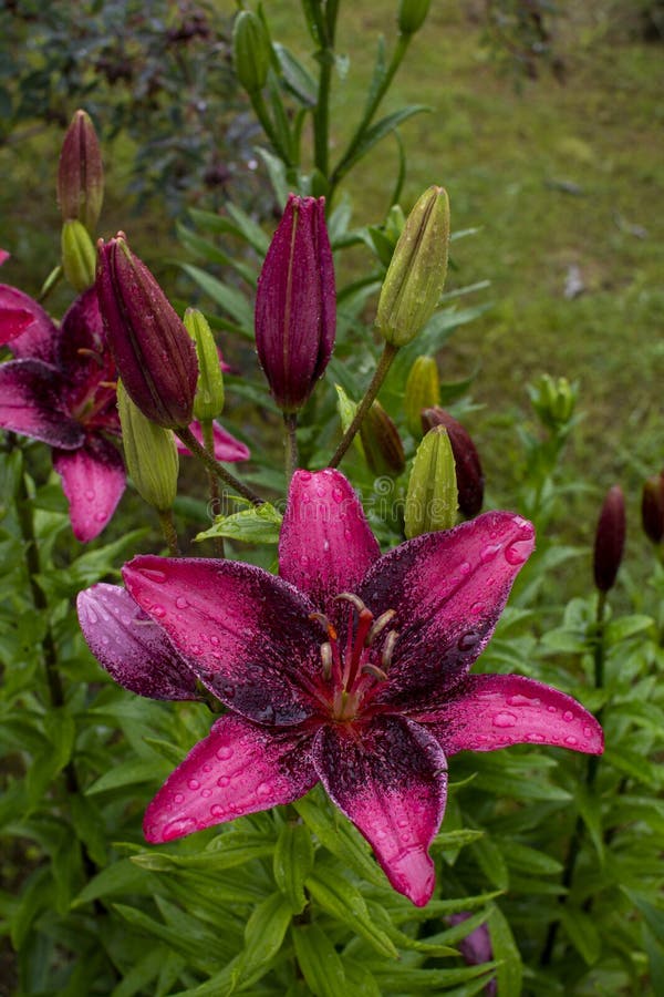 La Fleur De Lys Violette Pousse Sur Un Parterre Image stock - Image du  vert, pousse: 191636237