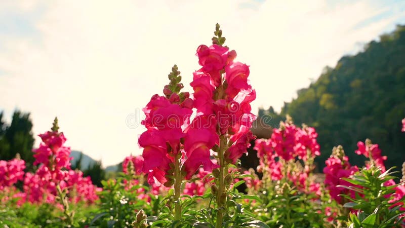 La fleur de muflier de jardin fleuri xgarden le muflier banque de vidéos