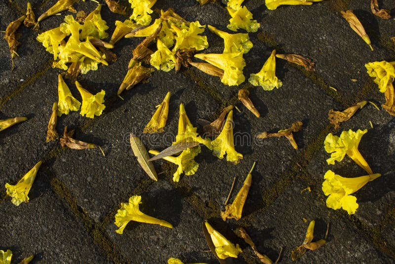 La fleur jaune du tabebuya images libres de droits