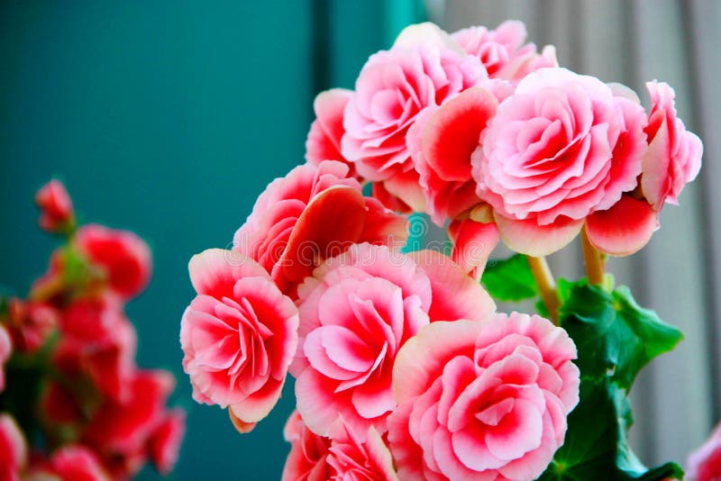 La fleur rose fleurit photographie stock libre de droits La fleur rose fleurit photographie stock libre de droits