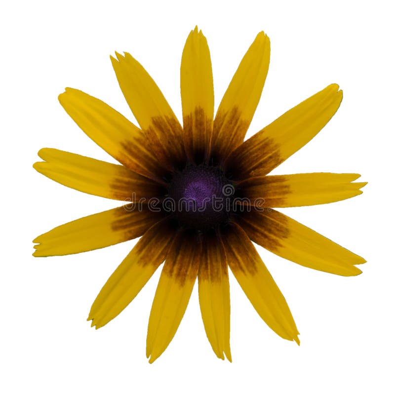 la flor amarilla rudbeckia daisy macro vista arriba aislado foto de archivo libre de regalías la flor amarilla rudbeckia daisy macro vista arriba aislado foto de archivo libre de regalías