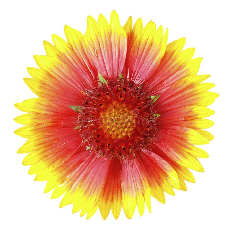 Yellow and red flower in the garden shined in the sun after the rain, white isolated background with clipping path. no shadows. Closeup with no shadows. Nature. Yellow and red flower in the garden shined in the sun after the rain, white isolated background with clipping path. no shadows. Closeup with no shadows. Nature.