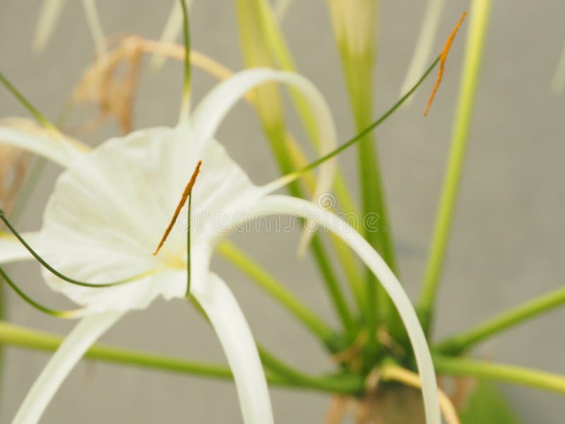 La Flor Blanca Brilla En Forma De Estrella Imagen de archivo - Imagen de  forma, estrella: 169073395