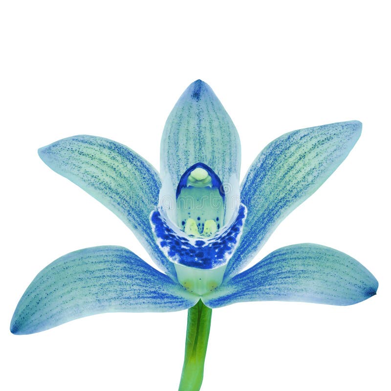 La flor blanca ciánica azul de la orquídea aisló el fondo blanco con la trayectoria de recortes Brote de flor en un tronco verde imagenes de archivo La flor blanca ciánica azul de la orquídea aisló el fondo blanco con la trayectoria de recortes Brote de flor en un tronco verde imagenes de archivo